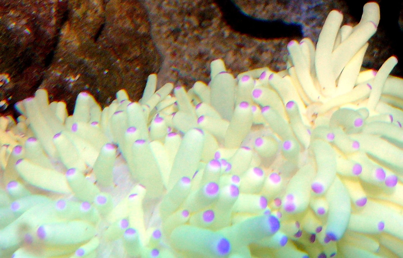 Grøn anemone (Heteractis malu)